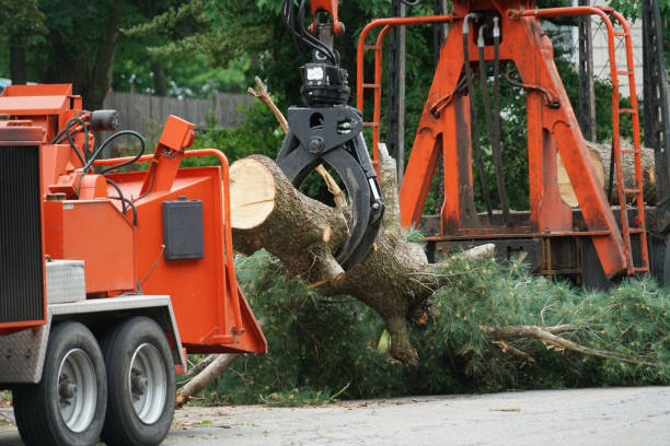 Large Tree Removal